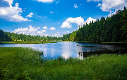 Vista Panoramica Del Lago Nella Foresta