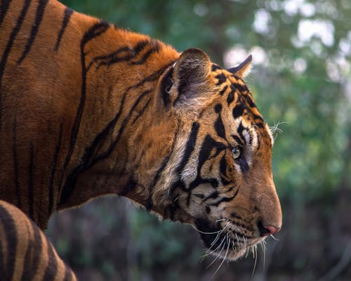 Close-up of Tiger