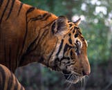 这张野外孟加拉虎的特写，清晰地展现了它独特的条纹和凶猛的表情