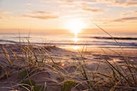 冲浪者天堂海滩上，金色的日出映照着前景的海草