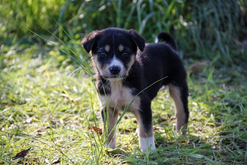 Chien Sur L'herbe