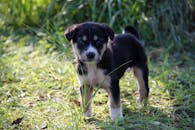 在阳光明媚的日子里，一只黑白相间的小狗正在草地上探索