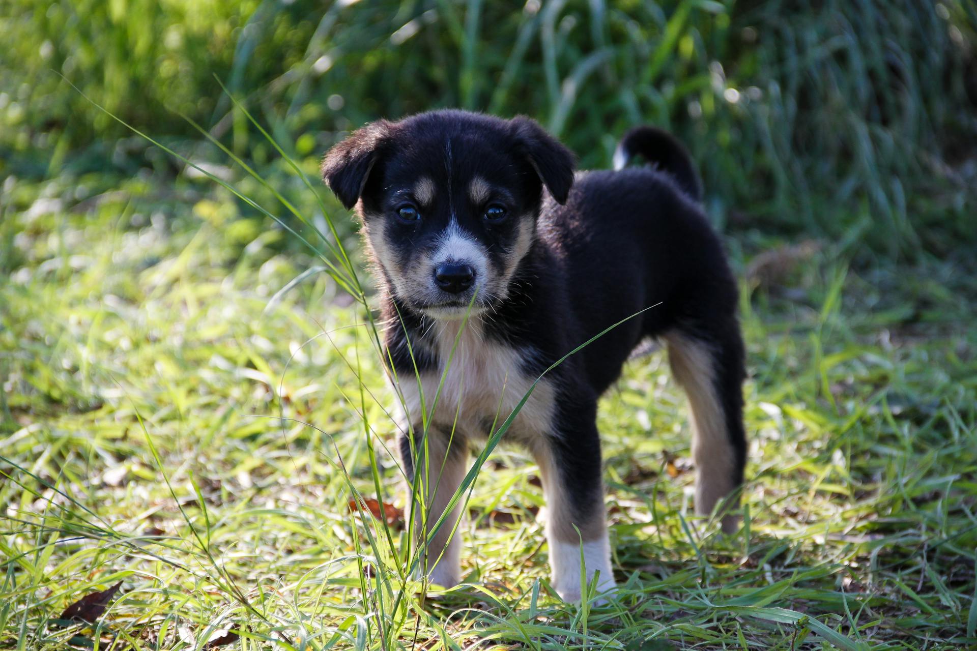 Dog on Grass