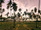 墨西哥佩塔特兰高耸的棕榈树间，日落景色令人惊叹，构成完美的热带风景