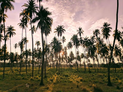 墨西哥佩塔特兰高耸的棕榈树间，日落景色令人惊叹，构成完美的热带风景