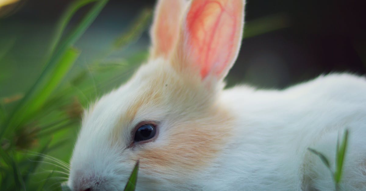 What do rabbit poop look like