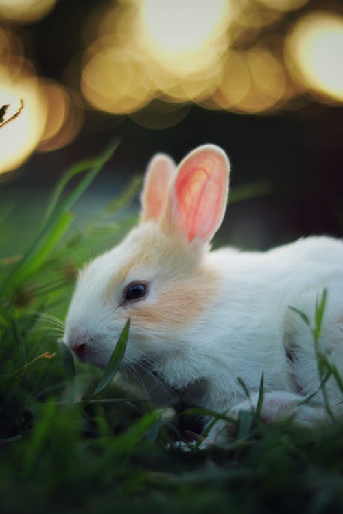 Free White and Brown Rabbit by Grass Stock Photo