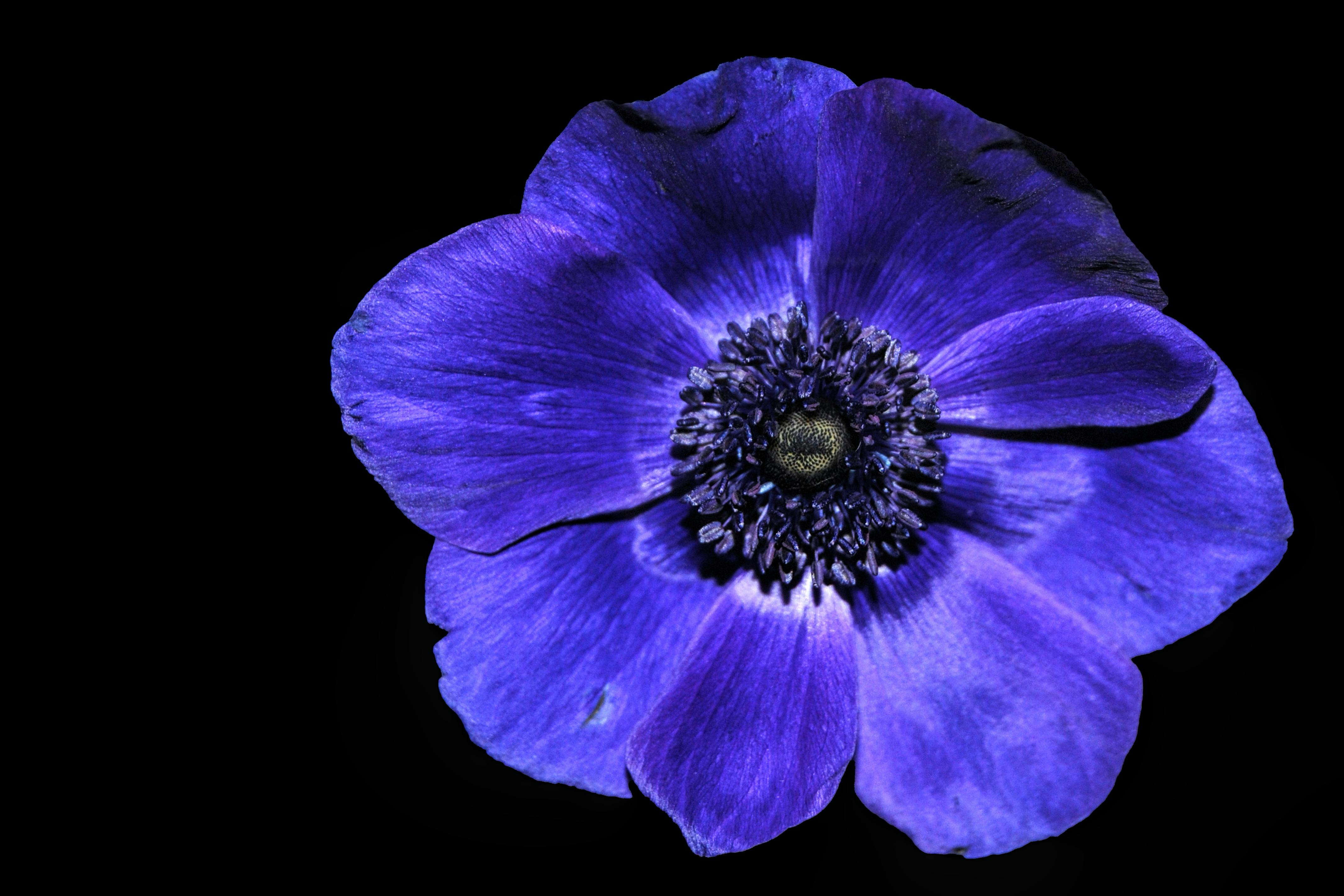 Close Up Of Purple Flower Against Black Background Free