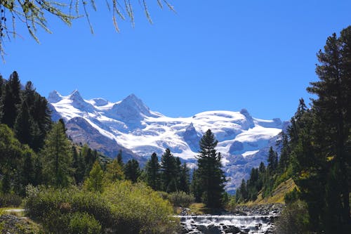 Scenic View of Pine Trees and Mountains Against Clear Blue Sky