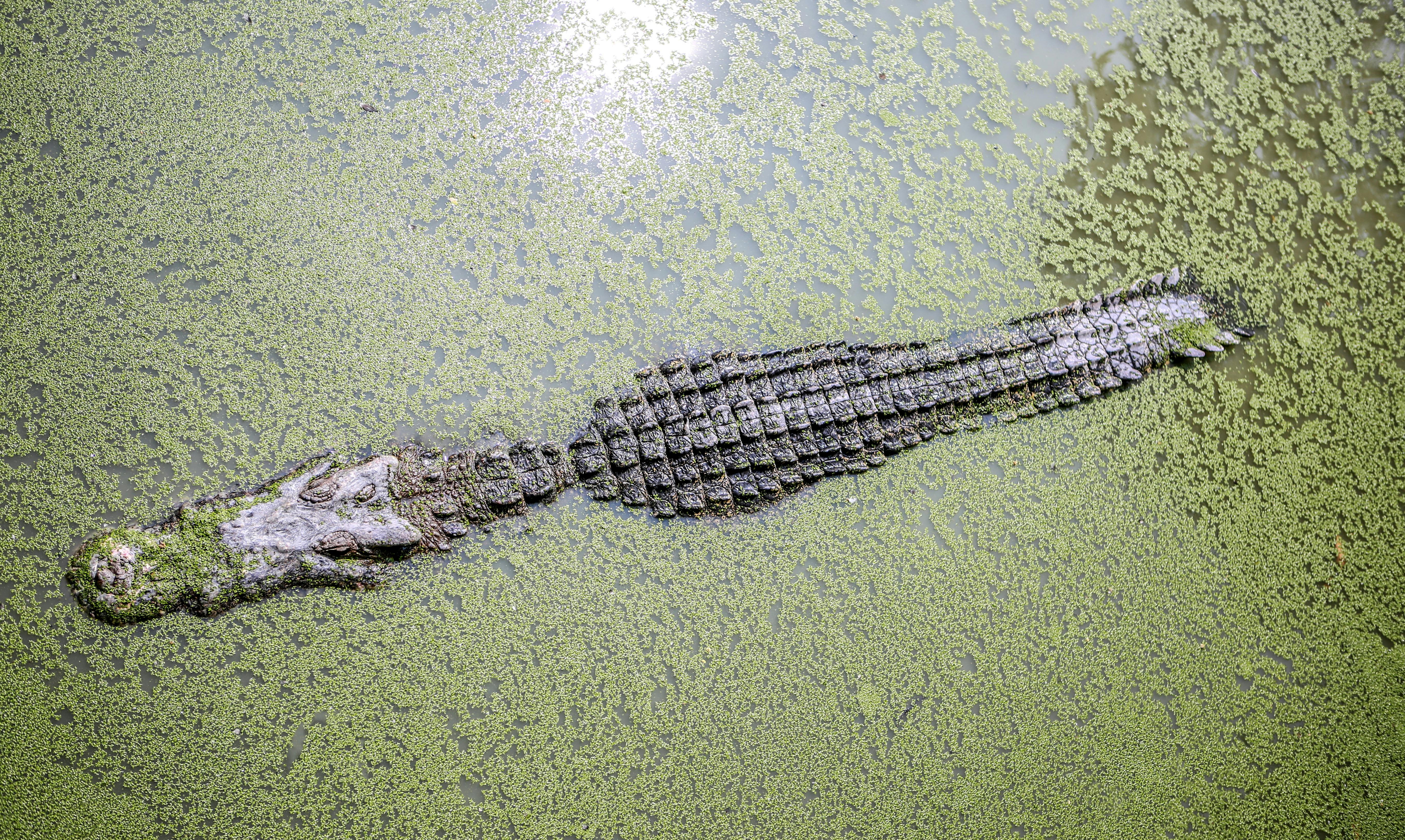 Un Écosystème Aquatique Unique