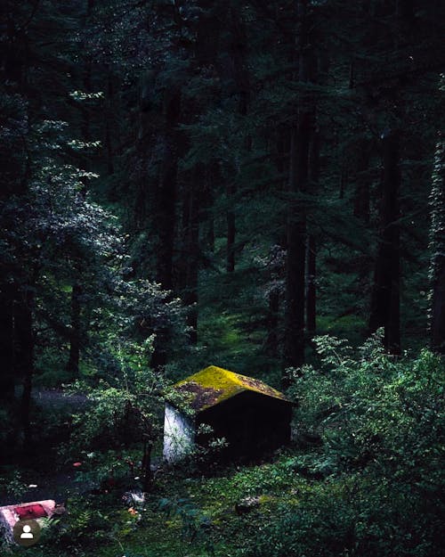 Photo of Shed Surrounded by Tall Trees