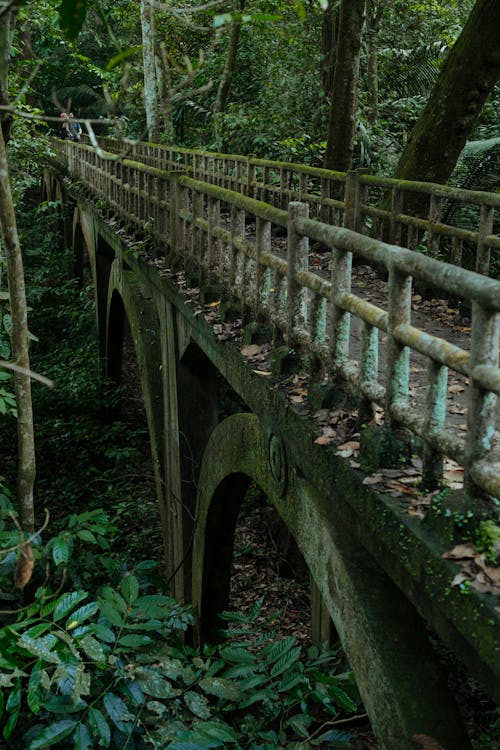A bridge in the jungle with a wooden railing