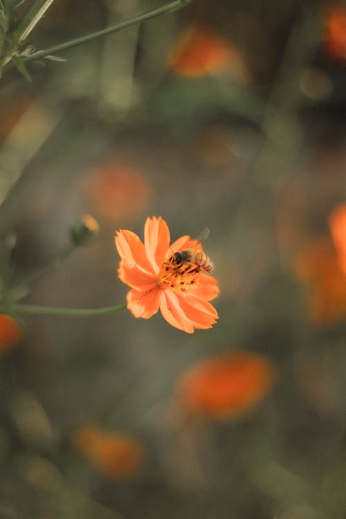 A bee on an orange flower in the middle of a field