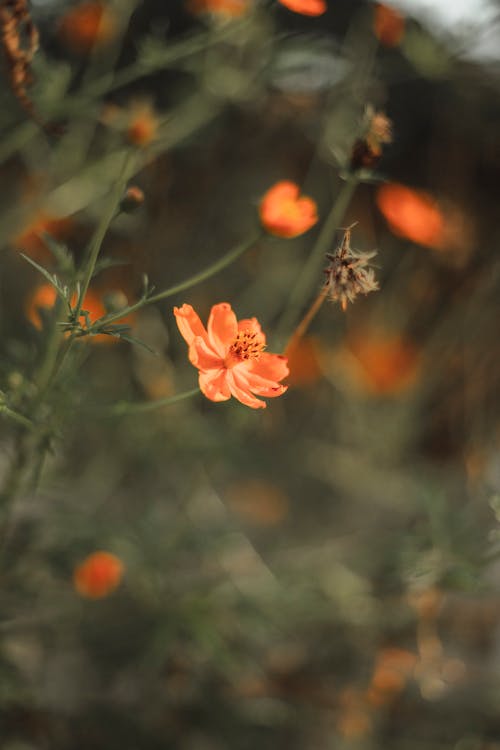 An orange flower in the middle of a field