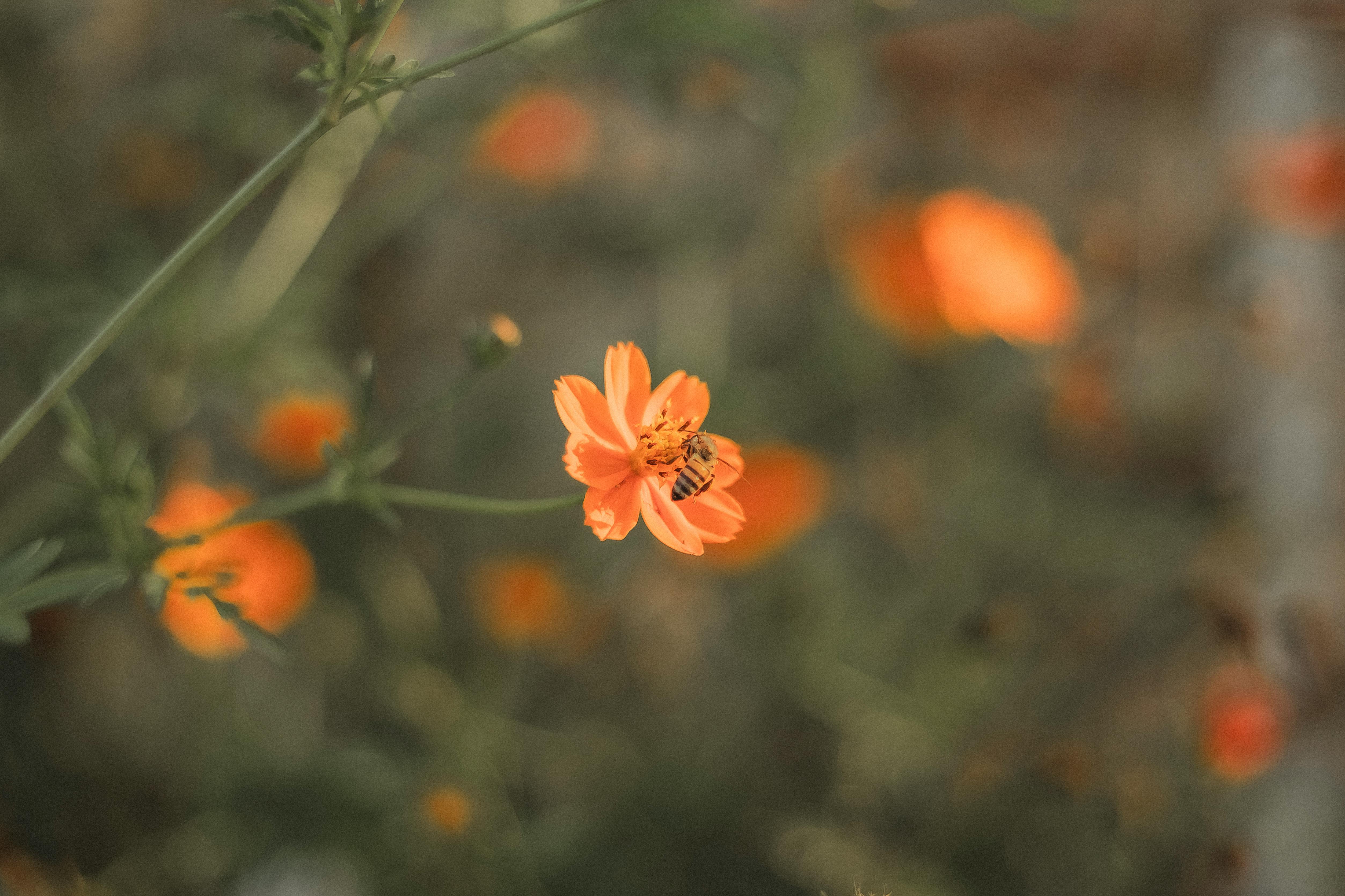 A close-up of a bee collecting nectar from a bright orange flower, highlighting nature's pollination process.