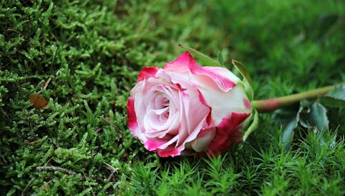 Ücretsiz Pembe Gül çiçeğinin Yakın çekim Stok Fotoğraflar