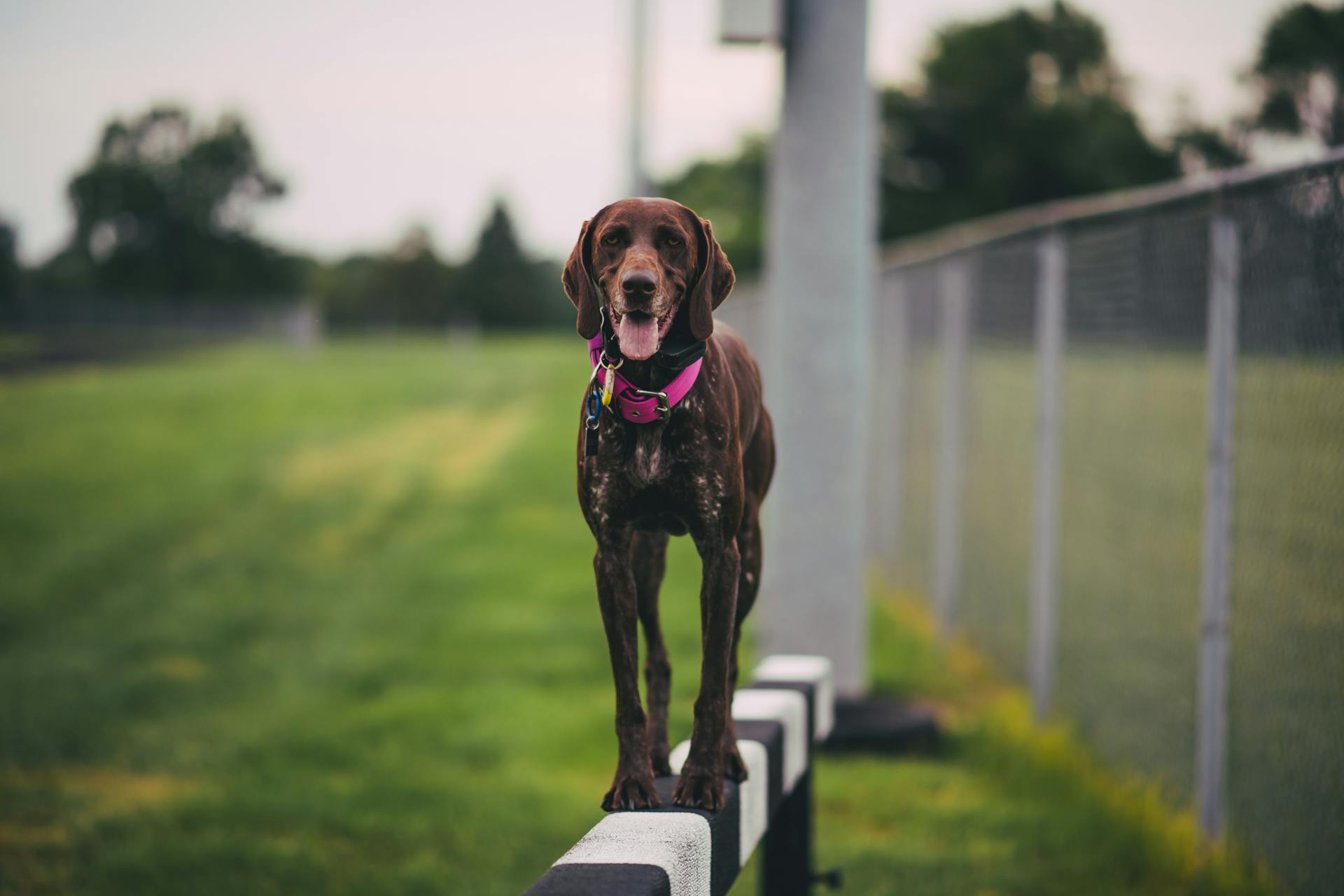 Dog Standing on Beam