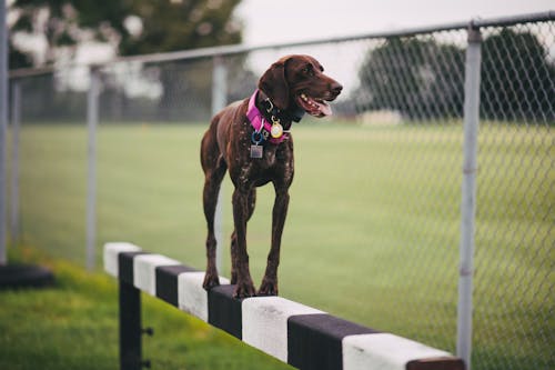 Free stock photo of brown dog, canine, dog