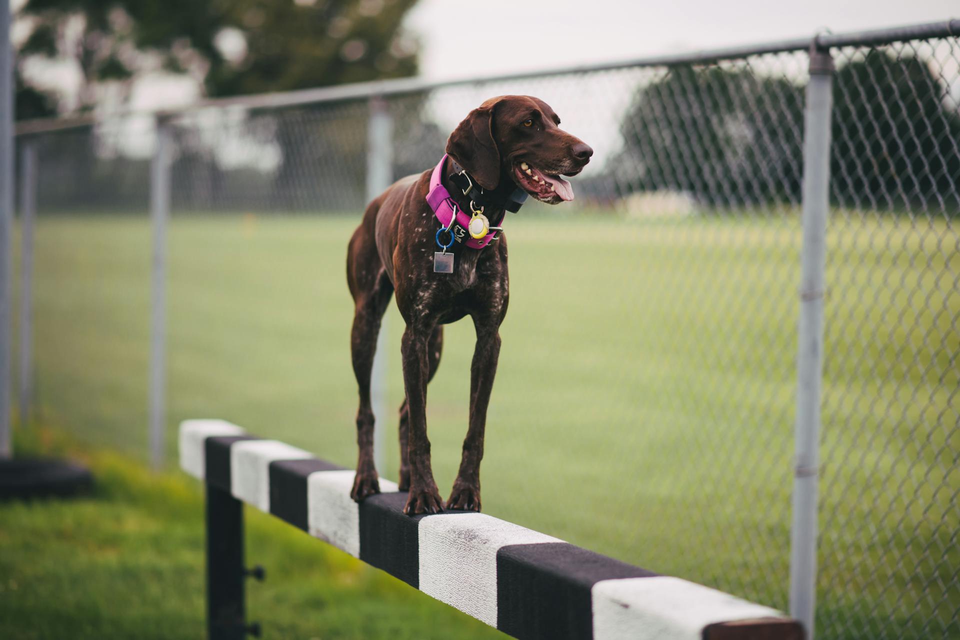 Dog Standing on Beam