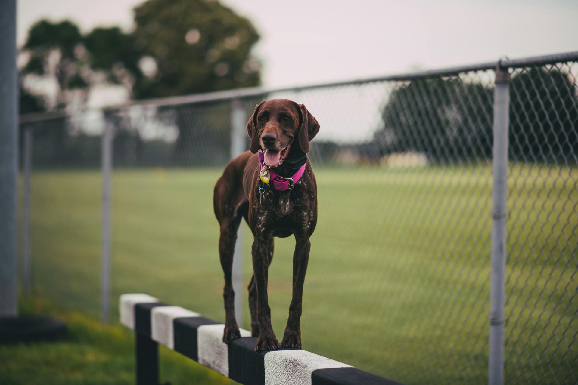 German Shorthaired Pointer on Bar next to Fence