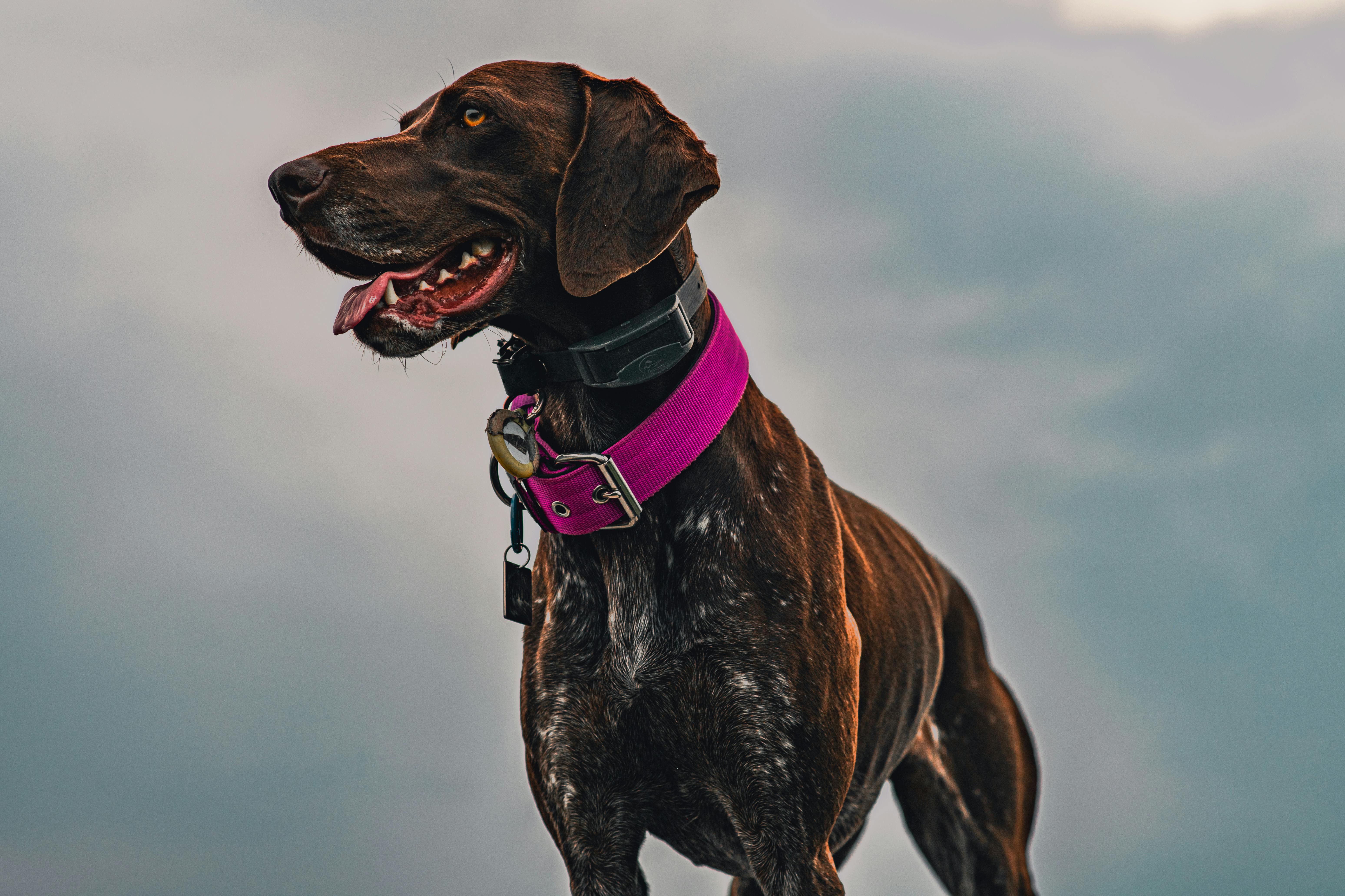 Portrait of German Shorthaired Pointer Dog