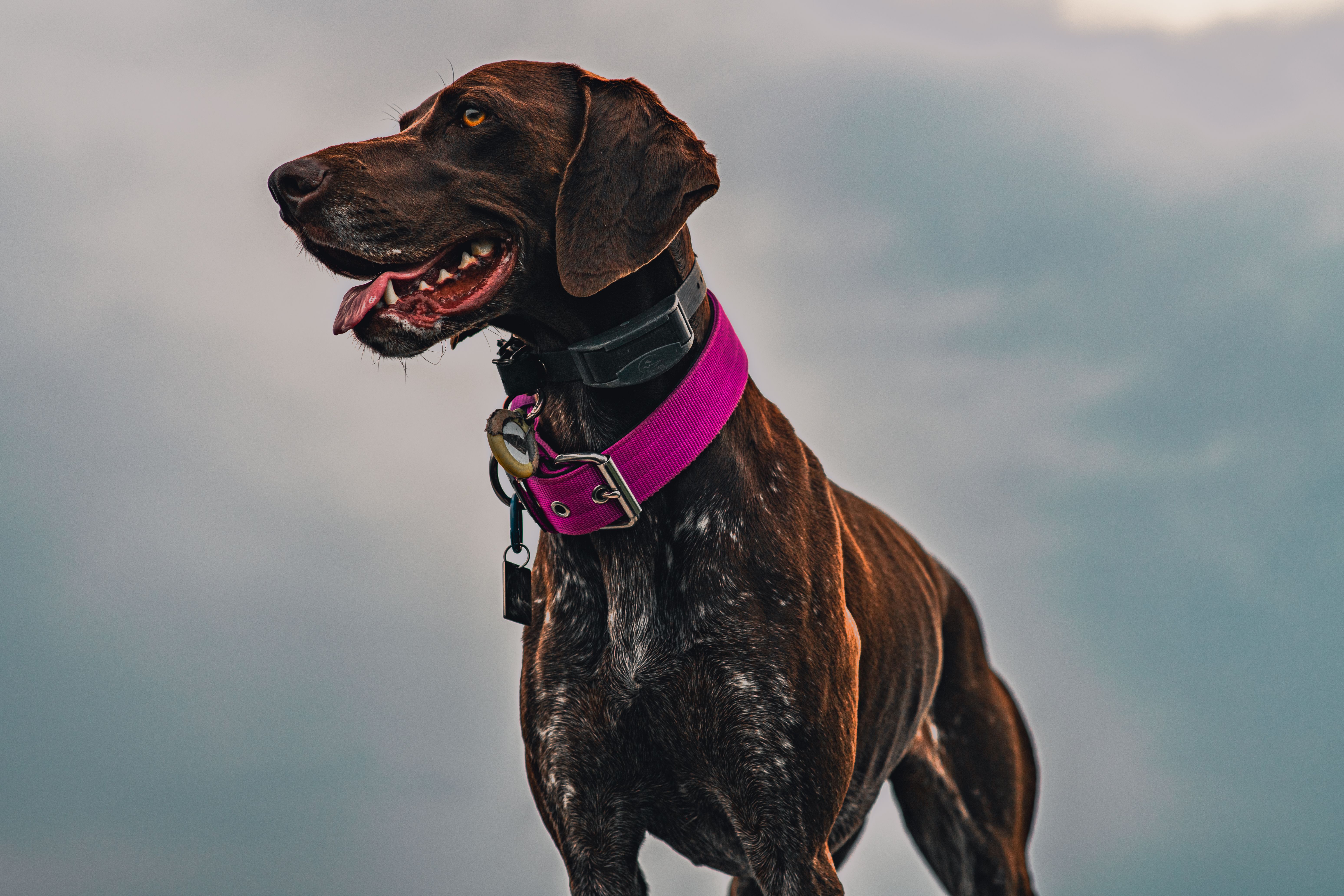 Dog wearing multiple collar accessories relevant to Nuvopet trackers, tags, and wearable products