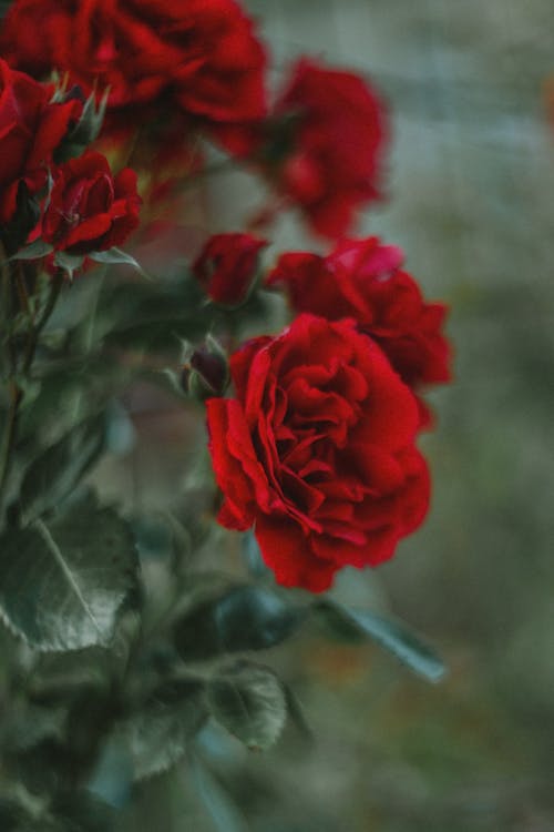 Immagine gratuita di amore, bouquet, colore