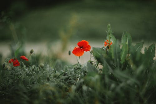 A red poppy flower in the grass