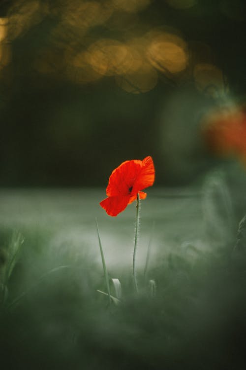 A red poppy in the middle of a green field