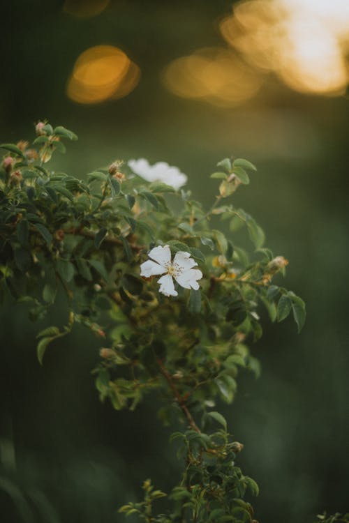 A white flower in the middle of a bush