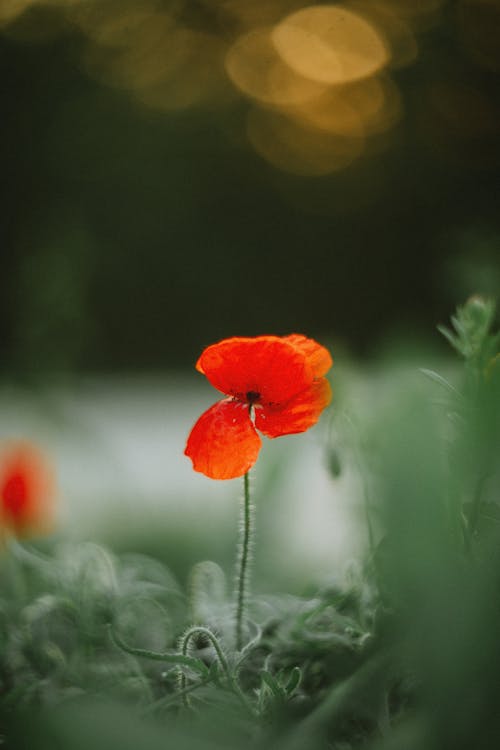 A red poppy flower in the middle of a green field