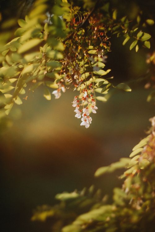Free Tranquil scene of delicate blossoms and lush leaves bathed in warm sunlight. Stock Photo