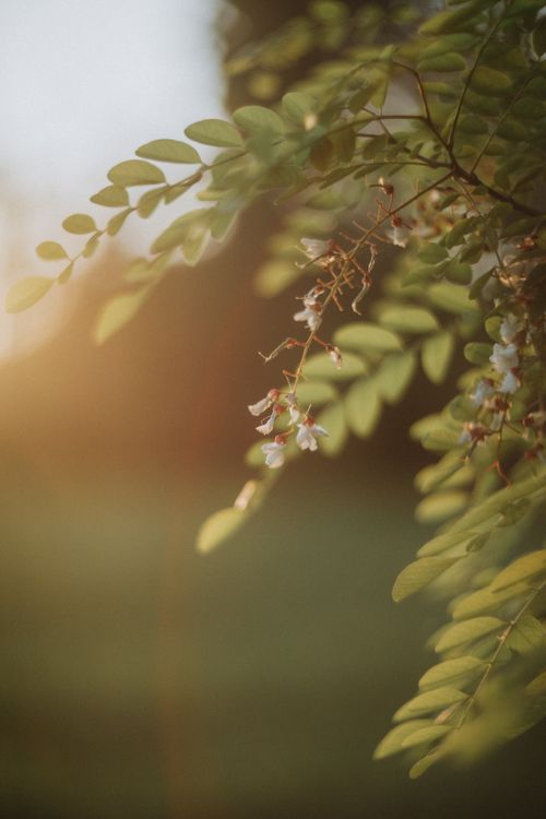 Free Close-up of green leaves with delicate flowers at sunset, creating a tranquil scene. Stock Photo