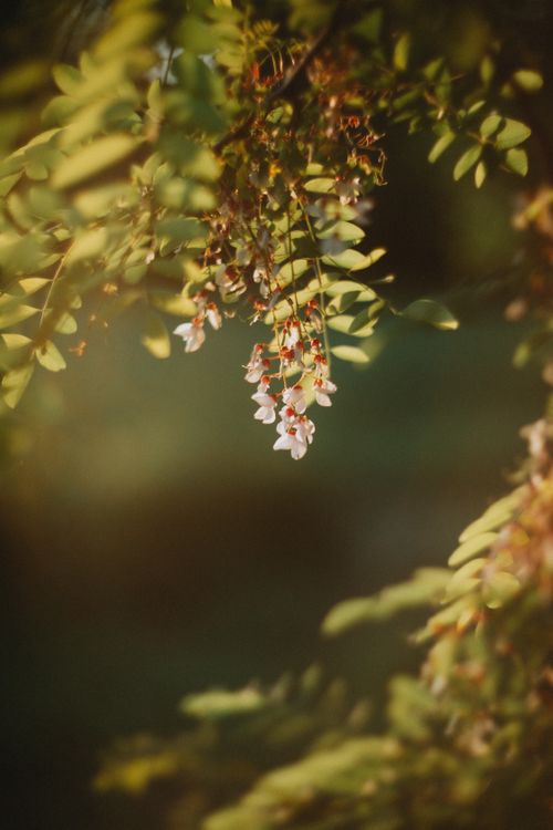 Free A close-up of a blooming branch with soft focus, showcasing nature's gentle beauty. Stock Photo