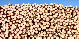 Stack of Firewood