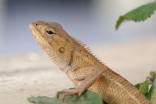 lizard photo