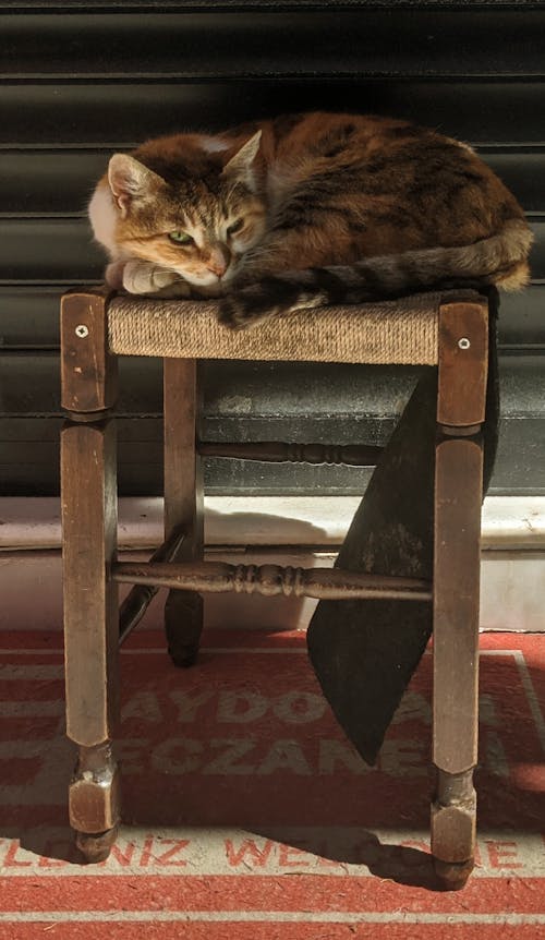 가구, 거리, 거짓말하는 고양이의 무료 스톡 사진