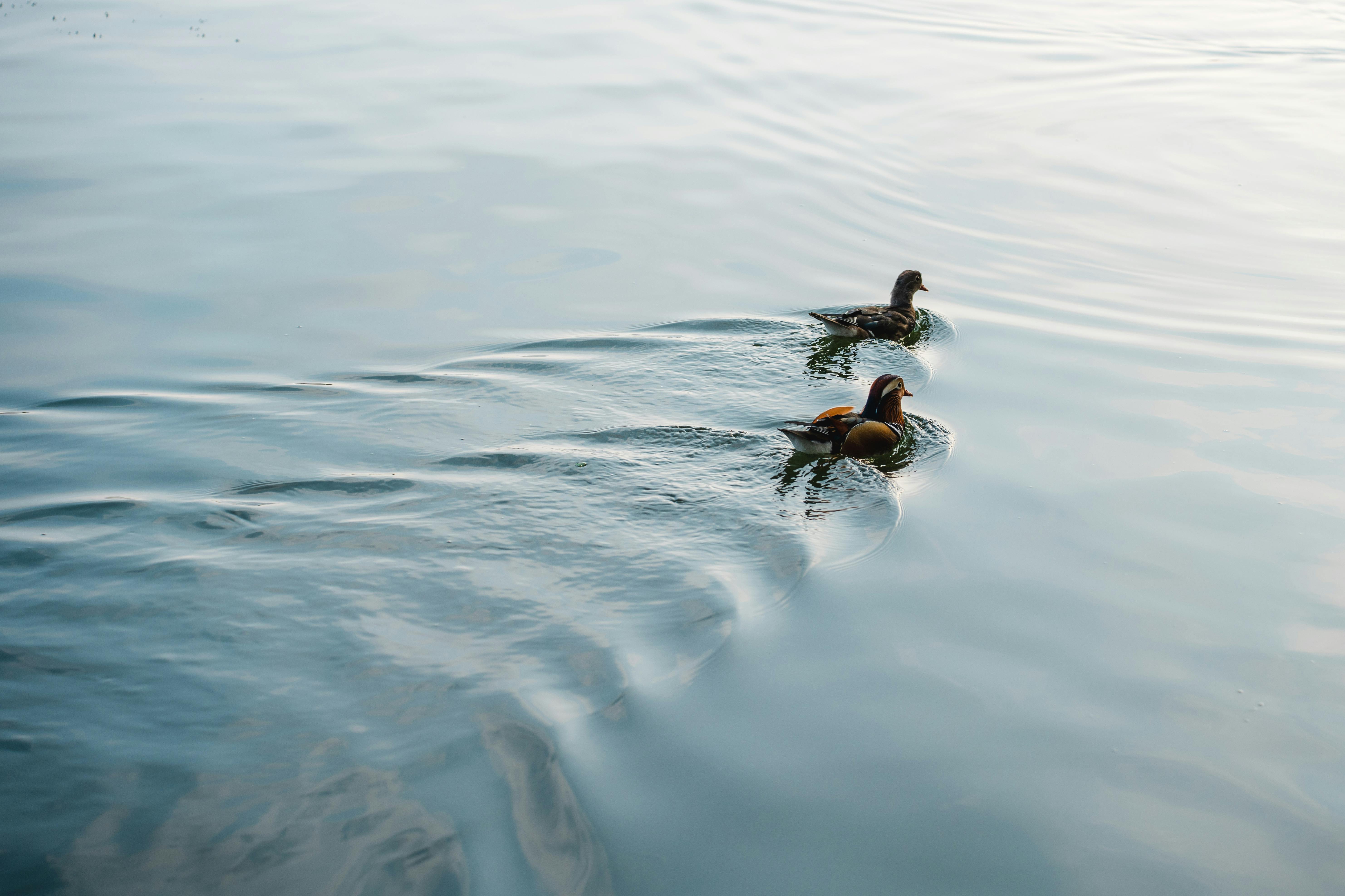 Two ducks swim peacefully on a serene lake, captured from above.