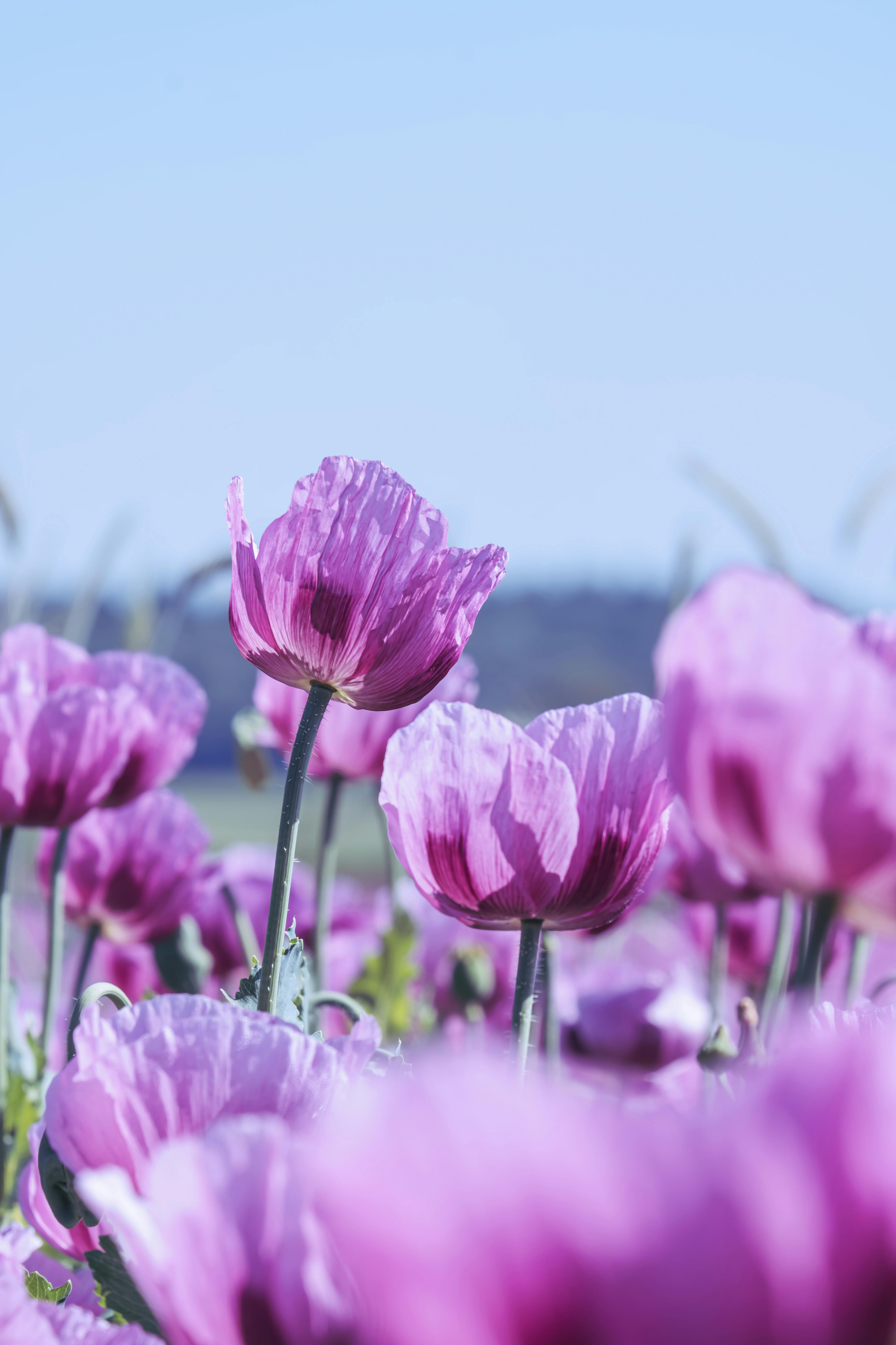 A serene view of a purple poppy field in full bloom during spring, capturing nature's beauty