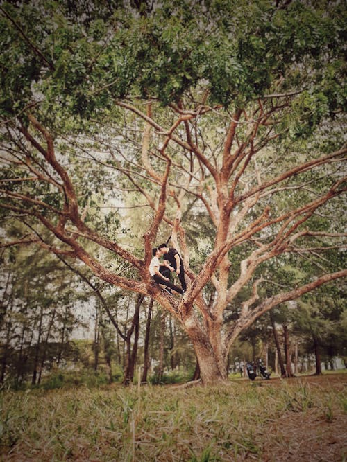 Безкоштовне стокове фото на тему «гілки дерев, Денне світло, дерева»