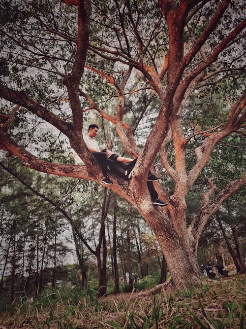Free Man Sitting on Tree Branch Stock Photo