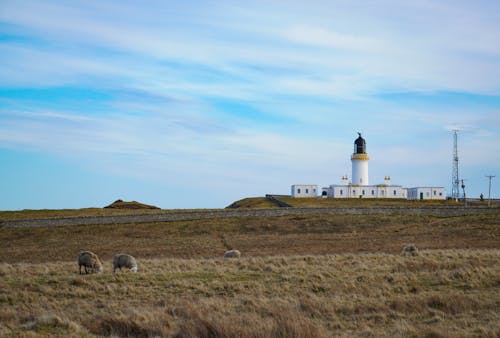 Sheep grazing on a grassy hill near a lighthouse