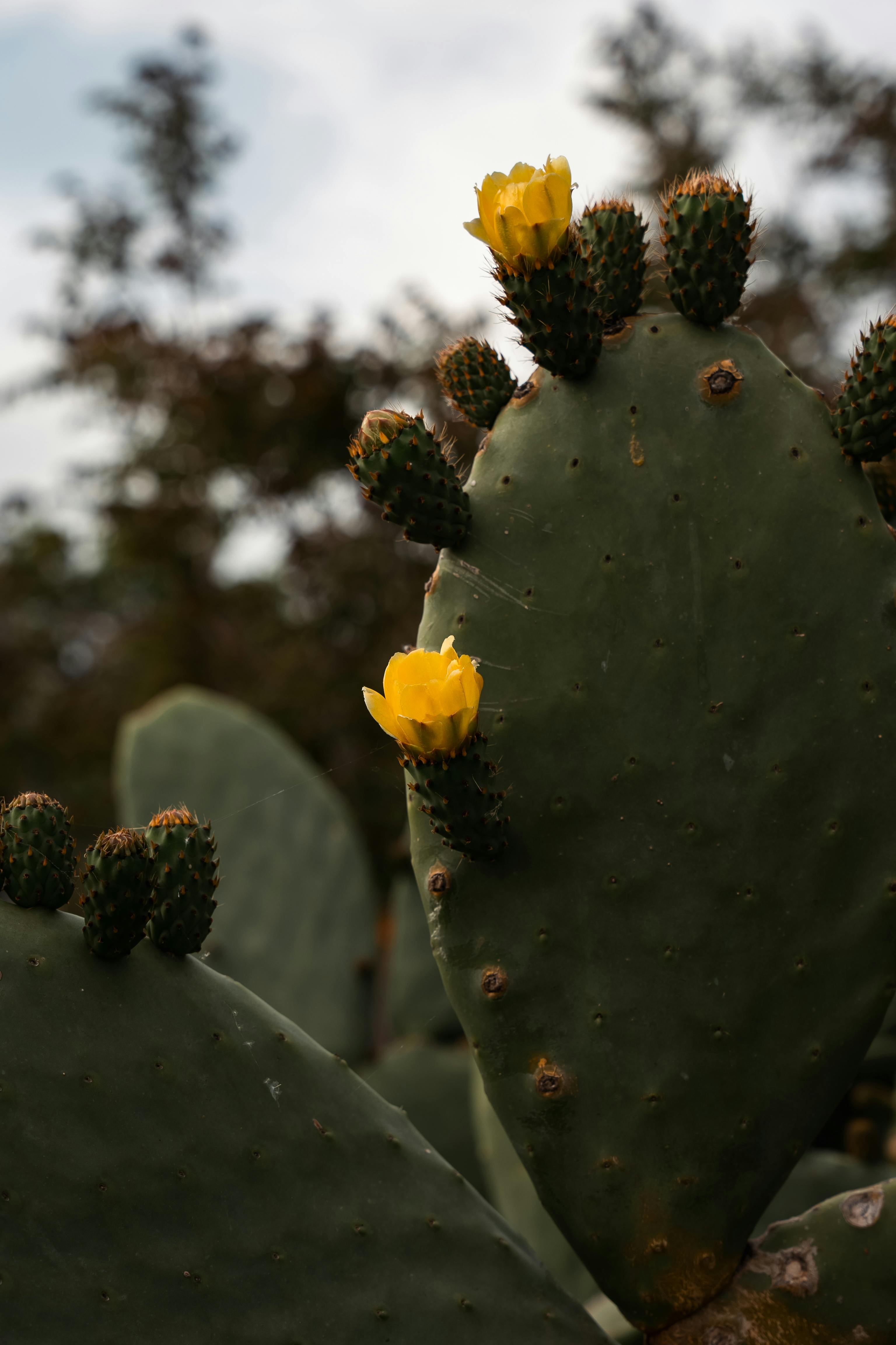 Yellow flowers blooming on a cactus in Monopoli, Apulia, Italy. Vibrant nature close-up.