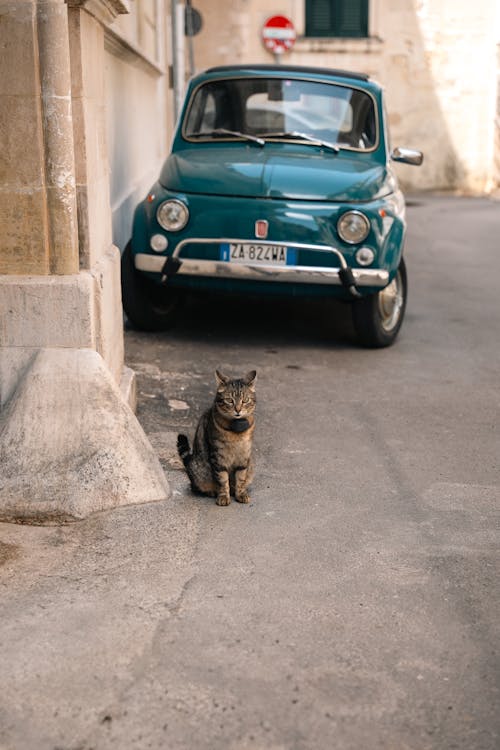 A cat sitting on the side of a street next to a car