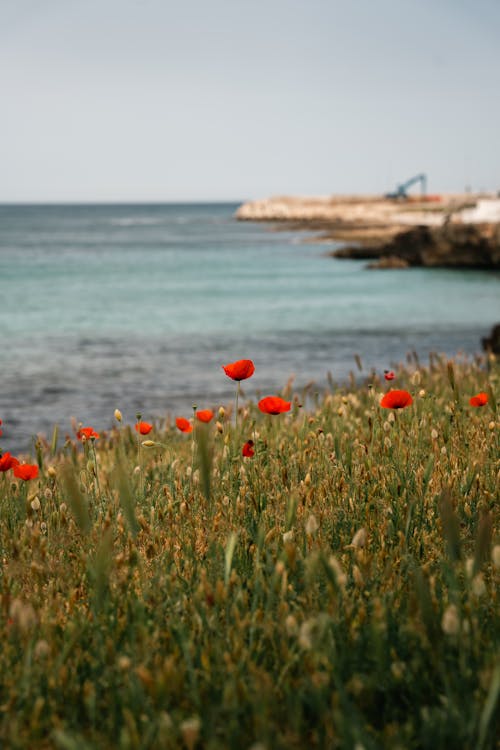 Kostnadsfri bild av blomma, gräs, hav