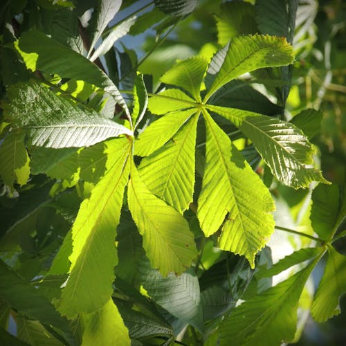 Бесплатное стоковое фото с лист, старое дерево