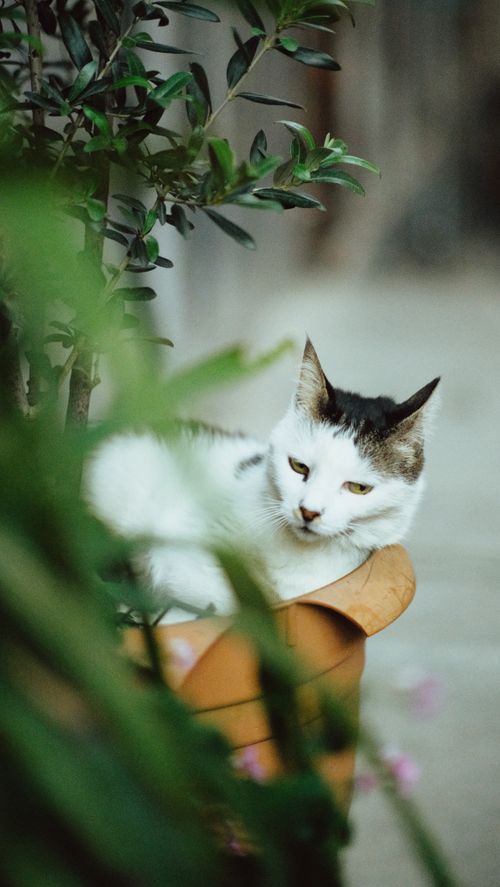 Free A relaxed tabby cat lying comfortably in a flowerpot surrounded by greenery. Stock Photo