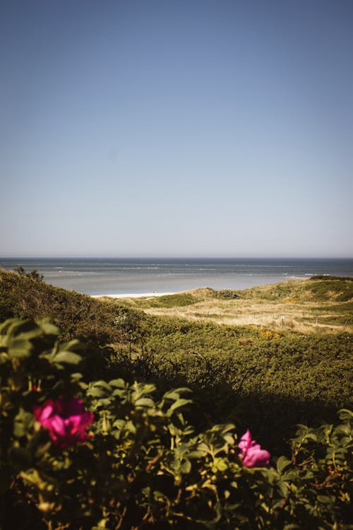 A view of the ocean and flowers from a hill