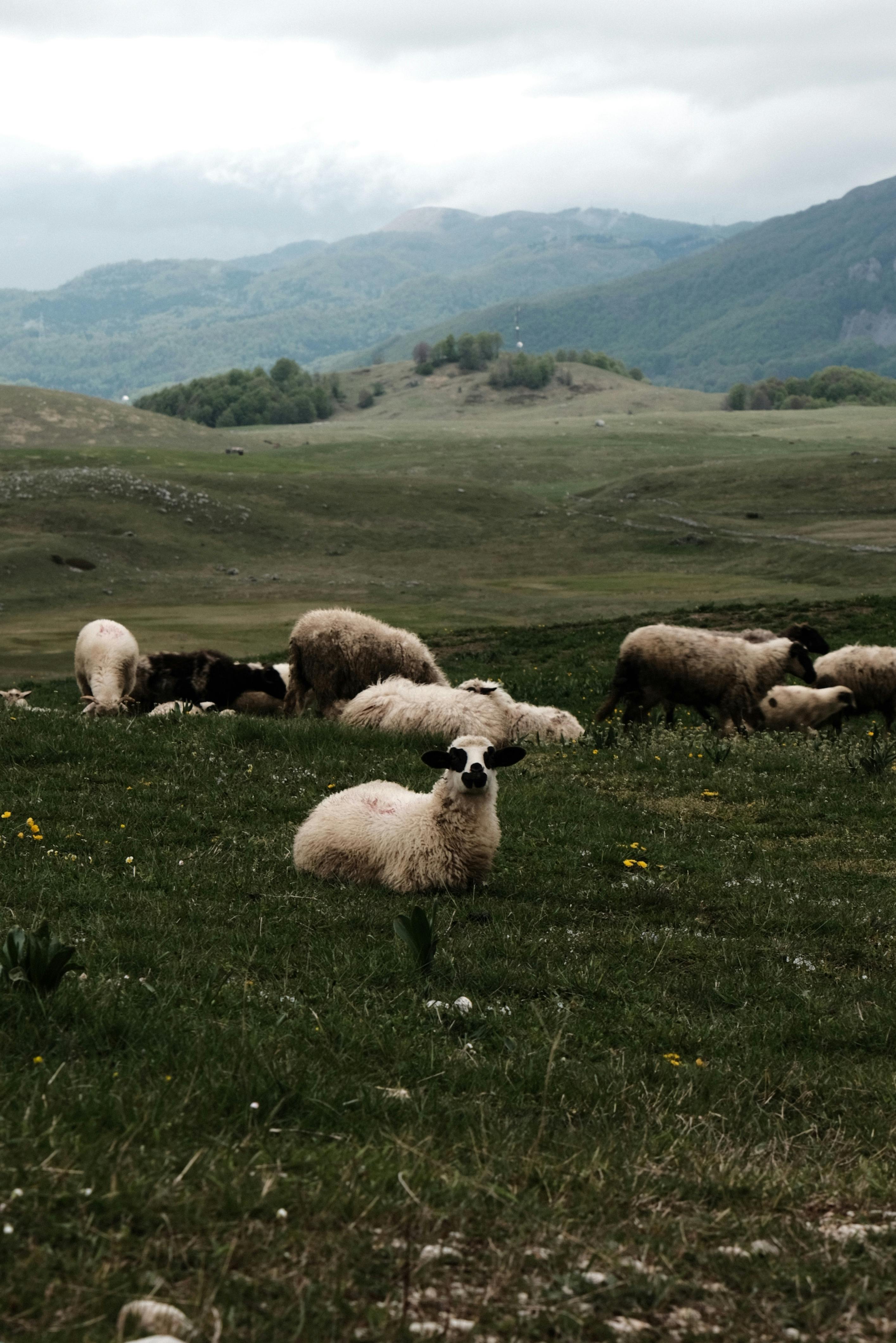 A serene view of sheep grazing in the scenic hills of Žabljak, Montenegro, showcasing rural beauty.