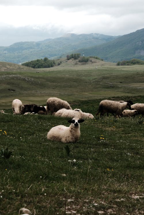 A herd of sheep in a field with mountains in the background